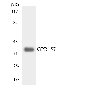 a30818 gpr157 primary antibodies wb testing 3