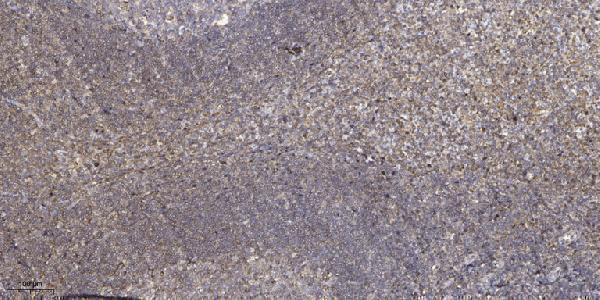 Immunohistochemical analysis of paraffin-embedded human tonsil