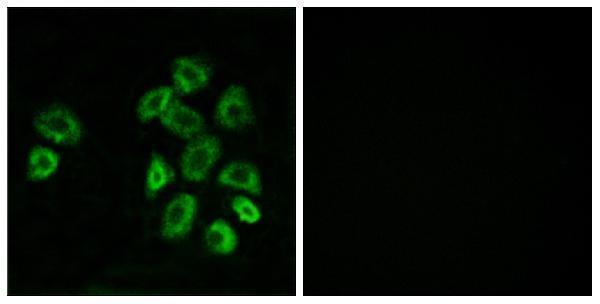 a30826 gprc5b primary antibodies if testing 1
