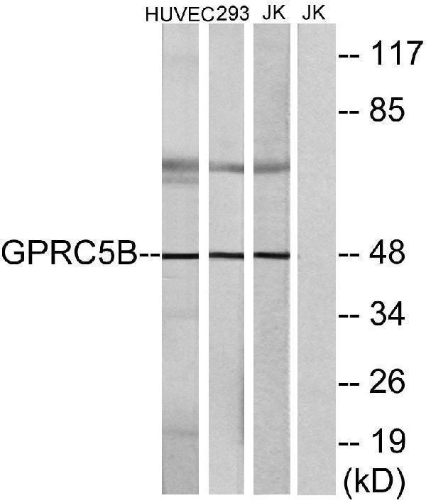 a30826 gprc5b primary antibodies wb testing 2