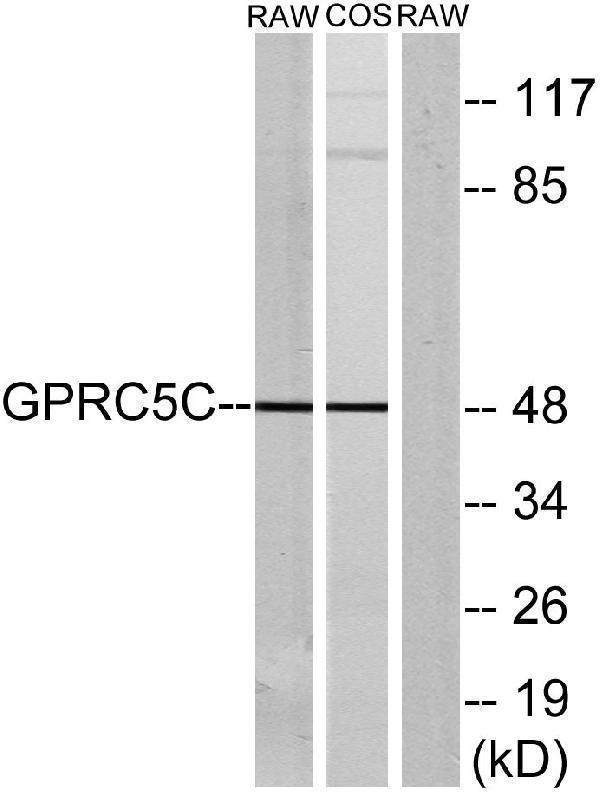 a30827 gprc5c primary antibodies wb testing 1