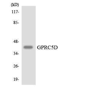 a30828 gprc5d primary antibodies wb testing 3