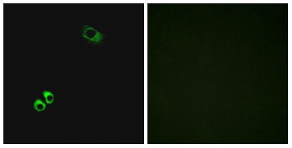 Immunofluorescence analysis of MCF7 cells, using GPRC6A Antibody