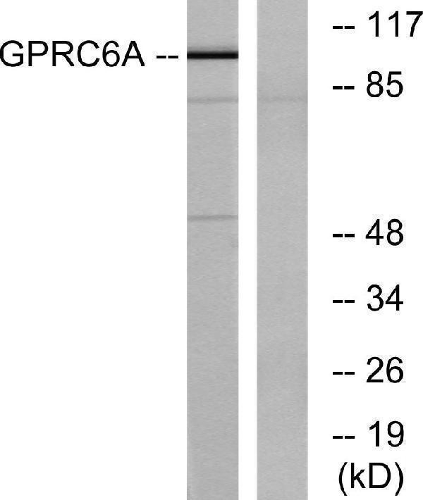 a30829 gprc6a primary antibodies wb testing 4