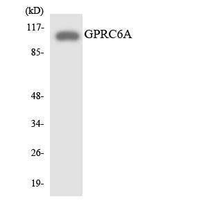 a30829 gprc6a primary antibodies wb testing 5