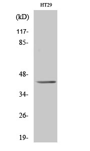 a30831 lpar5 primary antibodies wb testing 1