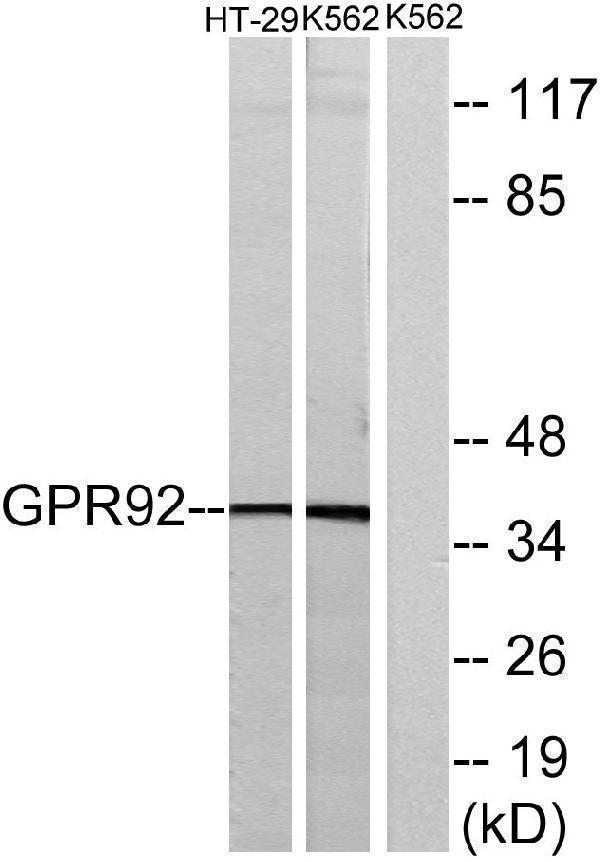 a30831 lpar5 primary antibodies wb testing 2