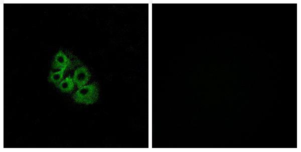 Immunofluorescence analysis of A549 cells, using LSHR Antibody