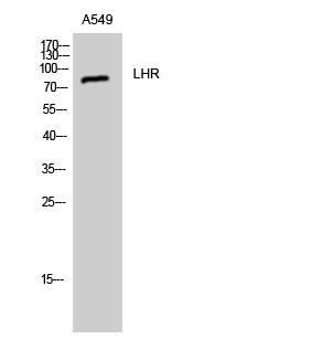 Western Blot analysis of A549 cells using LHR Polyclonal Antibody