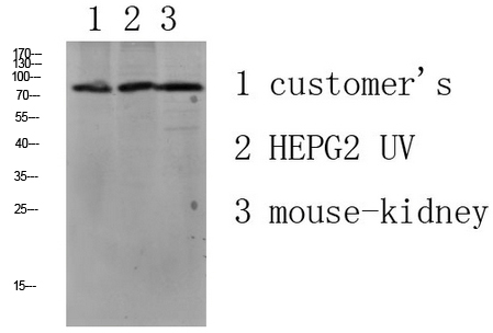 a30834 lhcgr primary antibodies wb testing 4