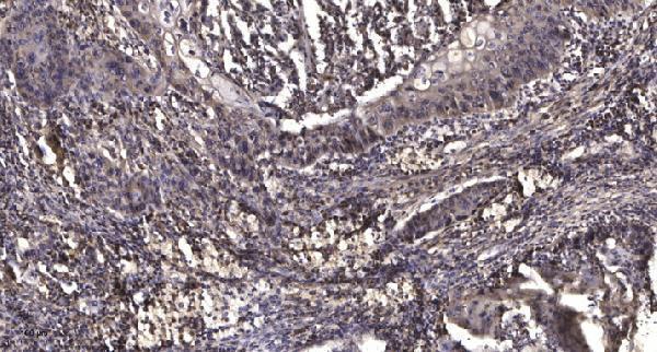 a30836 paqr5 primary antibodies ihc testing 1