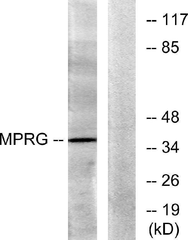 a30836 paqr5 primary antibodies wb testing 2