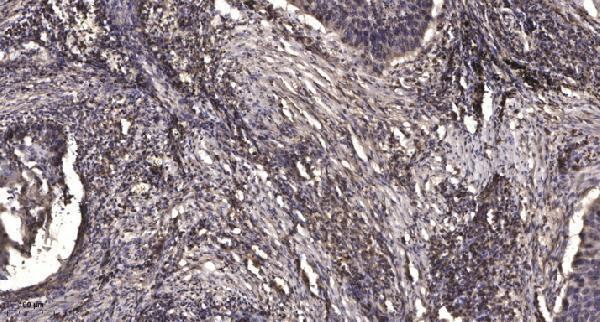 a30837 mrgpre primary antibodies ihc testing 1