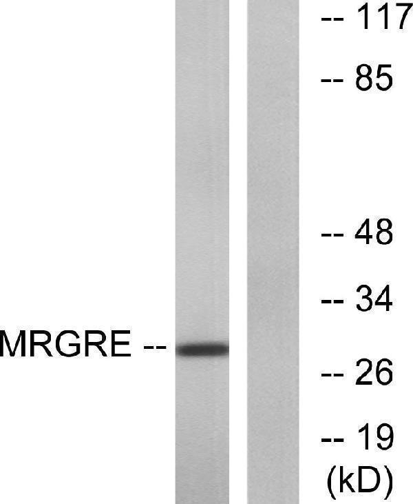 a30837 mrgpre primary antibodies wb testing 3