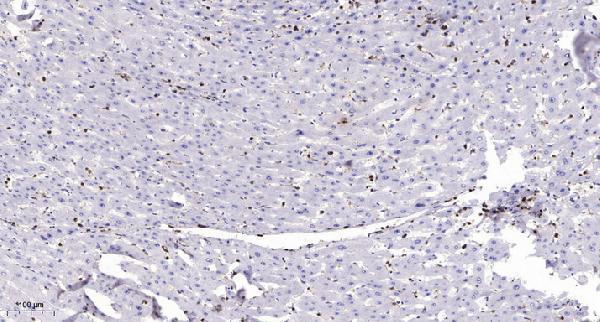 a30838 mrgprf primary antibodies ihc testing 1