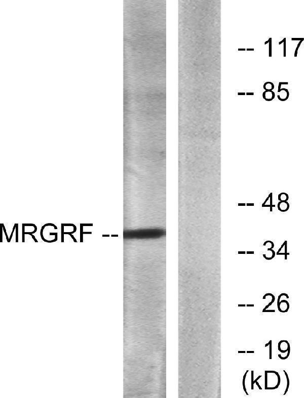 a30838 mrgprf primary antibodies wb testing 3