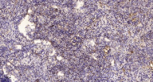 a30839 mrgprg primary antibodies ihc testing 2