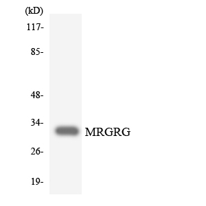 a30839 mrgprg primary antibodies wb testing 5