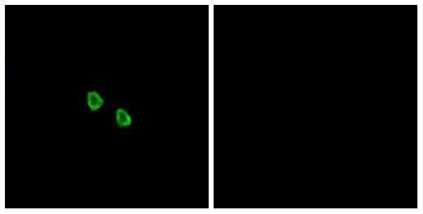 Immunofluorescence analysis of HepG2 cells, using MRGX1 Antibody