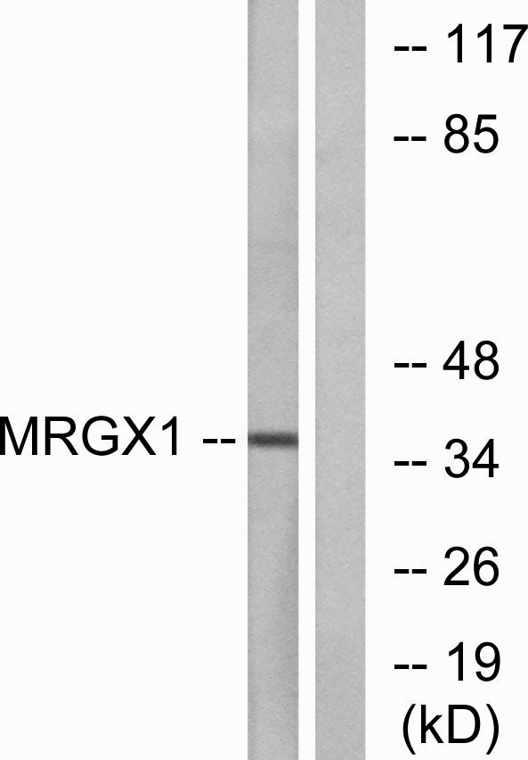 Western blot analysis of lysates from MCF-7 cells, using MRGX1 Antibody