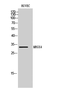 Western Blot analysis of HUVEC cells using MRGX4 Polyclonal Antibody
