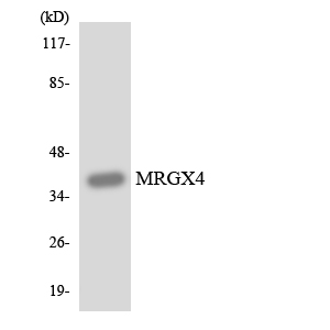 Western blot analysis of the lysates from HUVECcells using MRGX4 antibody