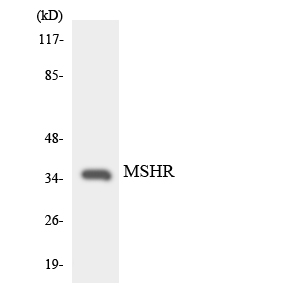 a30842 mc1r primary antibodies wb testing 5