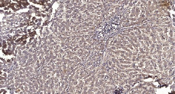 a30844 mtnr1b primary antibodies ihc testing 1