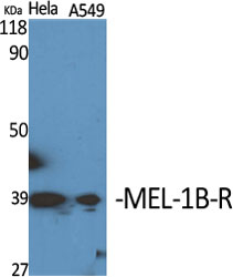 a30844 mtnr1b primary antibodies wb testing 3
