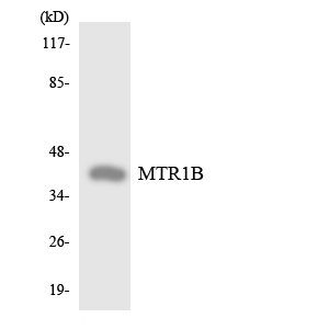 a30844 mtnr1b primary antibodies wb testing 5
