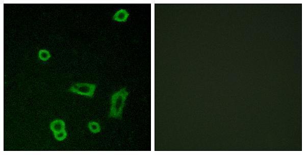 a30845 gpr50 primary antibodies if testing 1