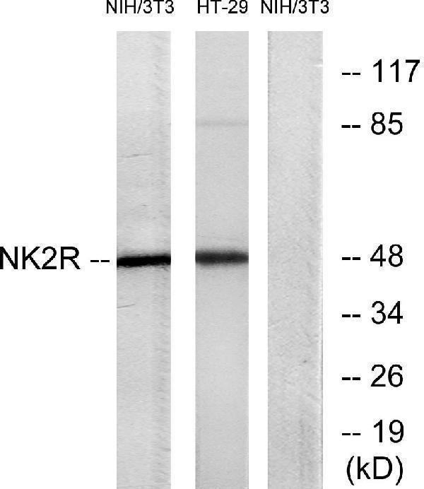 a30847 tacr2 primary antibodies wb testing 1