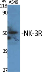 Western Blot analysis of various cells using NK-3R Polyclonal Antibody