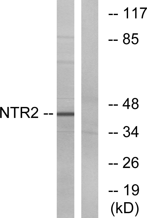 a30850 ntsr2 primary antibodies wb testing 2