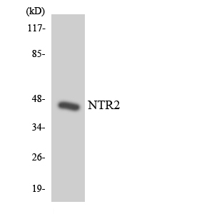 a30850 ntsr2 primary antibodies wb testing 3