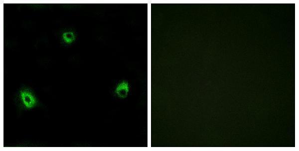 a30851 or10a4 primary antibodies if testing 1