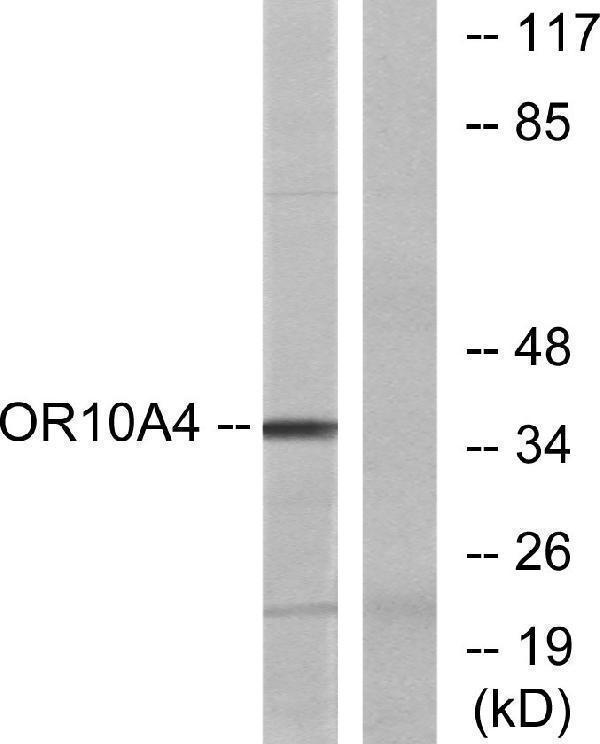 a30851 or10a4 primary antibodies wb testing 2