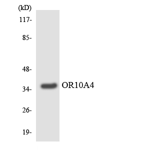 a30851 or10a4 primary antibodies wb testing 3
