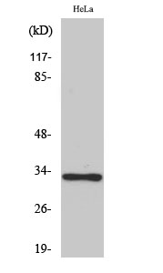 Western Blot analysis of various cells using Olfactory receptor 10AD1 Polyclonal Antibody