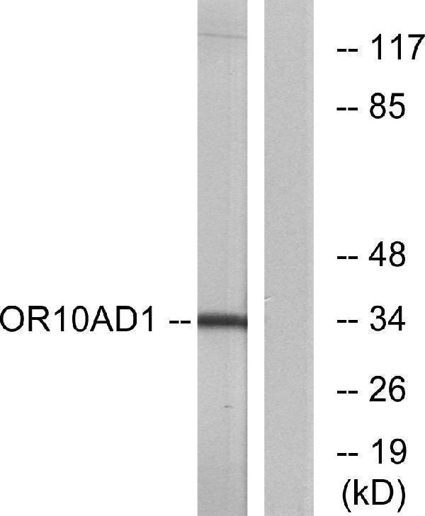 a30852 or10ad1 primary antibodies wb testing 3