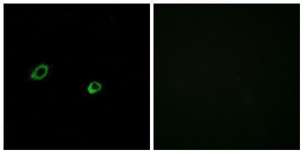 a30853 or10ag1 primary antibodies if testing 1