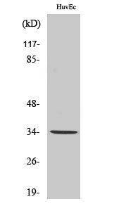 a30853 or10ag1 primary antibodies wb testing 2