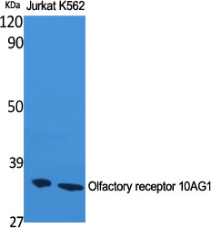 a30853 or10ag1 primary antibodies wb testing 3