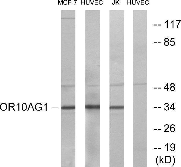 a30853 or10ag1 primary antibodies wb testing 4