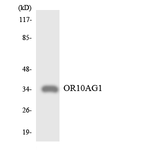 a30853 or10ag1 primary antibodies wb testing 5