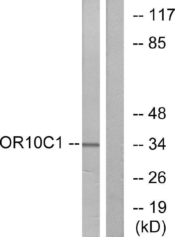 a30854 or10c1 primary antibodies wb testing 1