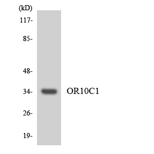 a30854 or10c1 primary antibodies wb testing 2