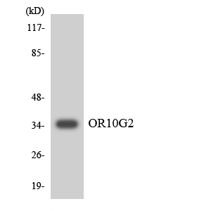 a30855 or10g2 primary antibodies wb testing 4