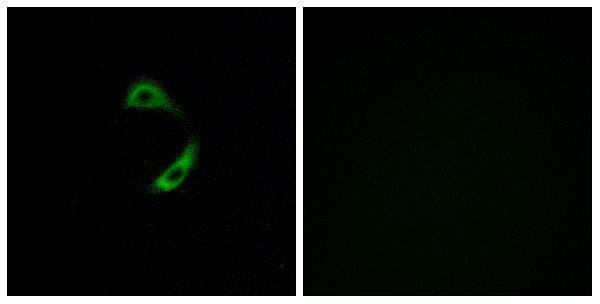 a30856 or10g9 primary antibodies if testing 1