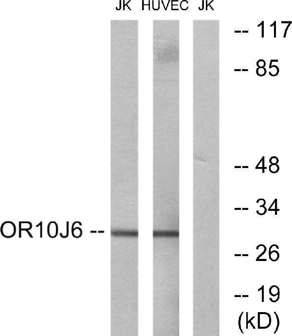 a30857 or10j6p primary antibodies wb testing 2